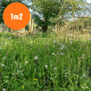 FORMOSA WILDFLOWER GARDEN TURF 1m2